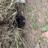 Foto de gato encontrado en Lagord