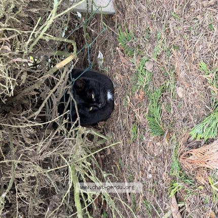 Foto 1/1 Gato encontrado Encontrado en Lagord