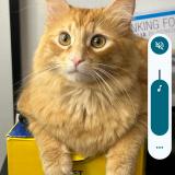 Foto del gato perdido en San Diego