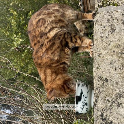 Foto 1/1 Gato encontrado Encontrado en Guitres