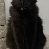 Foto del gato perdido en Saint Loup Sur Semouse