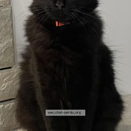 Foto 1/1 Luffy Chat perdido en Saint loup sur semouse