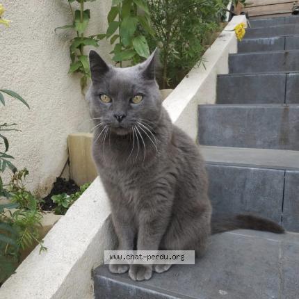 Foto 1/1 Mickey Chat perdido en Tremblay en france