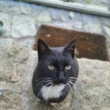 Foto de gato encontrado en Pont Aven