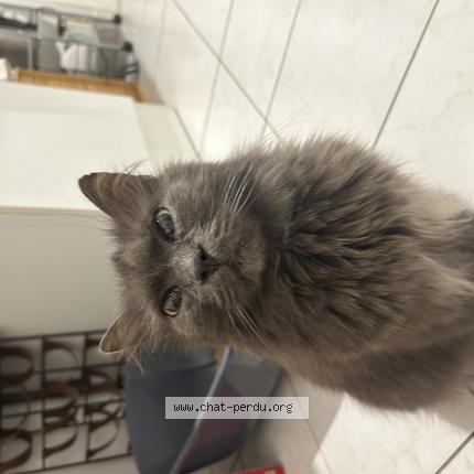 Foto 1/1 Gato encontrado Encontrado en Lille