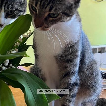 Foto 1/1 Venus Chat perdido en Nogent le phaye