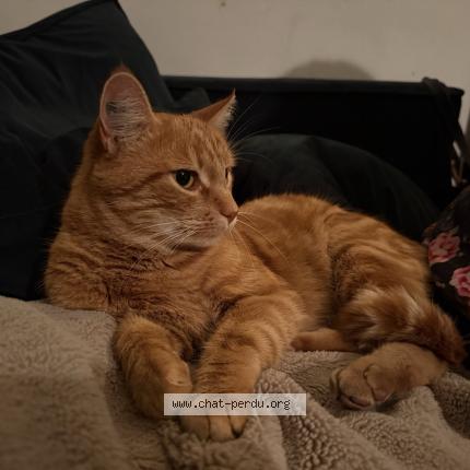 Foto 1/1 Shanks Chat perdido en Frontignan