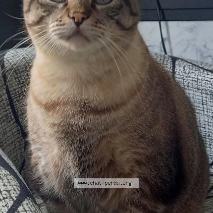 Foto 1/1 caramel Chat perdido en Saint barthelemy