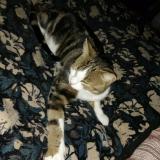 Foto del gato perdido en Chateauponsac