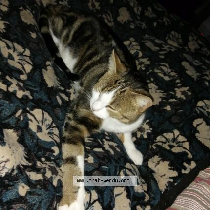 Foto 1/1 Moon Chat perdido en Chateauponsac