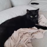 Foto del gato perdido en Fully