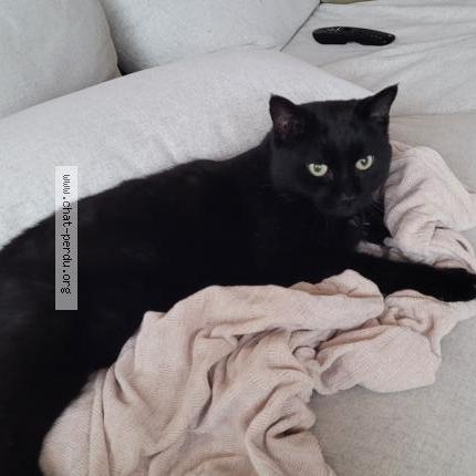 Foto 1/1 Mickey Chat perdido en Fully