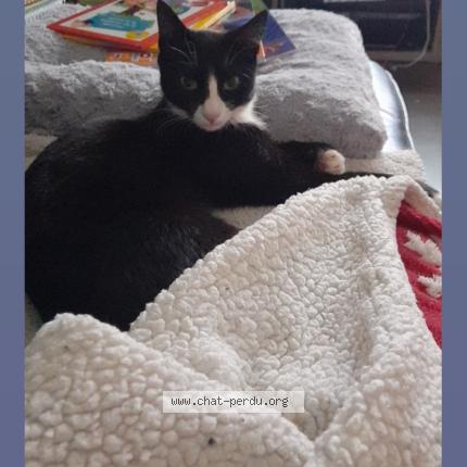 Foto 1/1 All black Chat perdido en Plouhinec