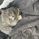 Foto de gato encontrado en Le Coudray