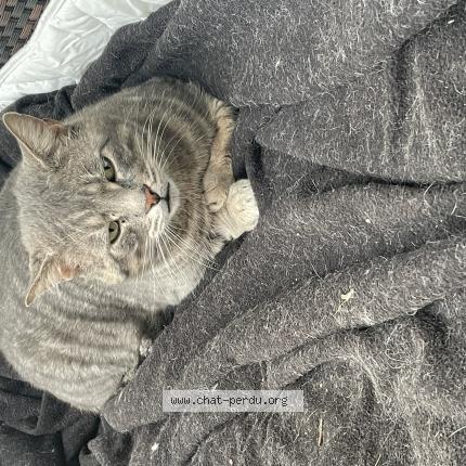 Foto 1/1 Gato encontrado Encontrado en Le coudray