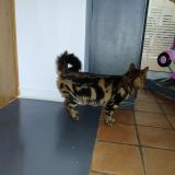 Foto de gato encontrado en Le Grand Luce