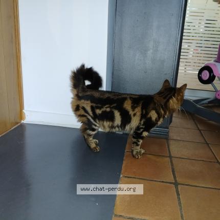 Foto 1/1 Gato encontrado Encontrado en Le grand luce