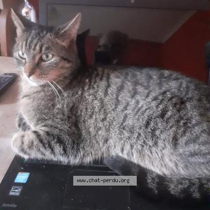 Foto 1/1 SCHADOW Chat perdido en Esneux