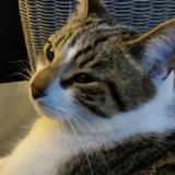 Foto del gato perdido en Faches Thumesnil