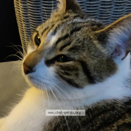 Foto 1/1 Malo Chat perdido en Faches thumesnil