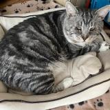 Foto del gato perdido en Woluwe Saint Lambert