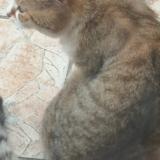 Foto del gato perdido en Vitry Sur Seine