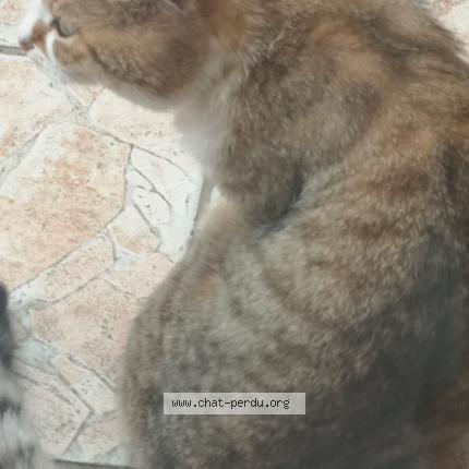 Foto 1/1 Mario Chat perdido en Vitry sur seine