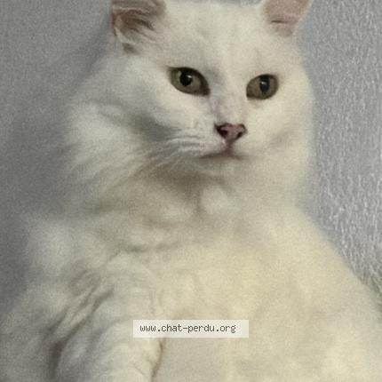 Foto 1/1 Minette Chat perdido en Canet en roussillon