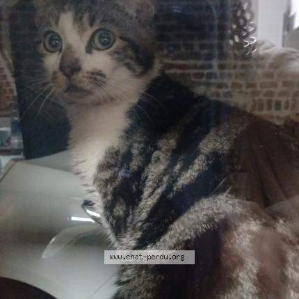 Foto 1/1 cartouche Chat perdido en Montigny en gohelle