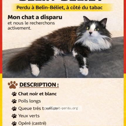 Foto 1/1 Sunny Chat perdido en Belin beliet