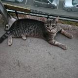 Foto de gato encontrado en Bruyeres Sur Oise