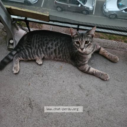 Foto 1/1 Gato encontrado Encontrado en Bruyeres sur oise