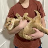 Foto del gato perdido en Leeds