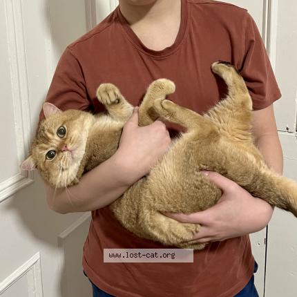 Foto 1/1 Leo Chat perdido en Leeds