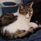 Foto del gato perdido en Roncq