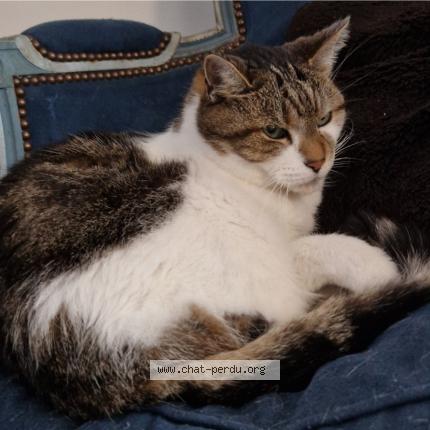 Foto 1/1 Synapse Chat perdido en Roncq