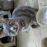 Foto de gato encontrado en Villeneuve Sur Yonne