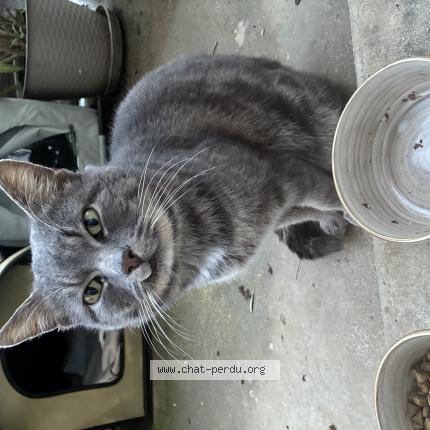 Foto 1/1 Gato encontrado Encontrado en Villeneuve sur yonne