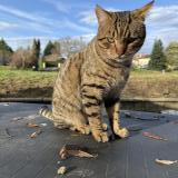 Foto del gato perdido en Pouillon