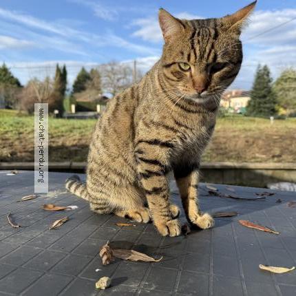 Foto 1/1 Loki Chat perdido en Pouillon