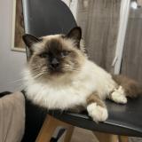 Foto del gato perdido en Saint Pierre Les Elbeuf