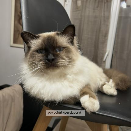 Foto 1/1 Watson Chat perdido en Saint pierre les elbeuf