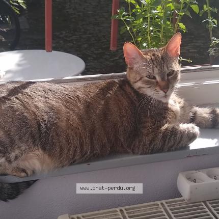 Foto 1/1 Pitichat Chat perdido en Schiltigheim