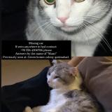 Foto del gato perdido en Hyderabad