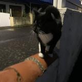 Foto de gato encontrado en Bouguenais