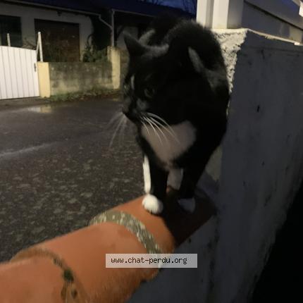 Foto 1/1 Gato encontrado Encontrado en Bouguenais