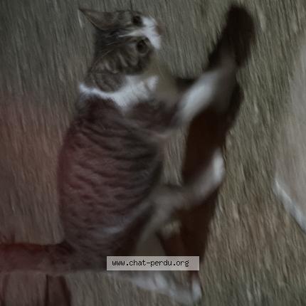 Foto 1/1 Gato encontrado Encontrado en Montauban