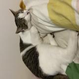 Foto del gato perdido en Maraussan