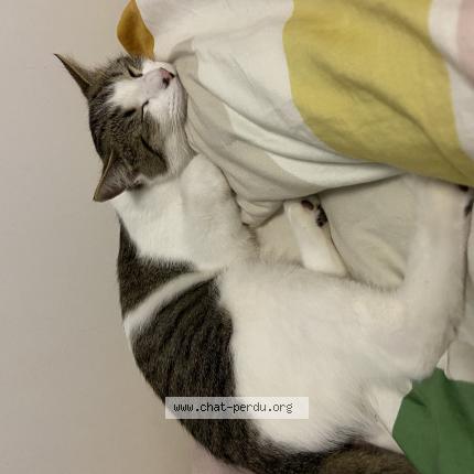 Foto 1/1 Sam Chat perdido en Maraussan