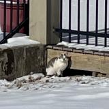 Foto de gato encontrado en Blue Ash